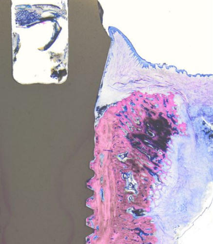 Clarico-Text-Image